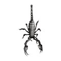 scorpion illustration design black and white vector wpap pop art Royalty Free Stock Photo