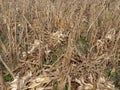 An image of a maize farm after maize being harvested.