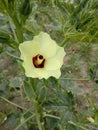 Image of a beautiful looking yellow flower. Royalty Free Stock Photo