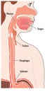 The upper alimentary canal