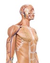 The upper body anatomy