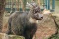 Central Chinese goral