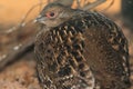 Mikado pheasant Royalty Free Stock Photo