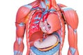 Upper body, Human male chest internal organs lung heart and stomach part model figure for medical education