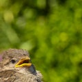 Upper body of a sparrow Passeridae in close-up