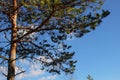 Upper branches of pine against the sky.