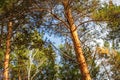 Upper Branches Of Woods In Coniferous Forest. Low Angle View. Summer Pinewood, Tall Thin Evergreen Pines. Russian Nature Royalty Free Stock Photo