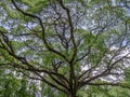 Magnificent branches of an old rain tree