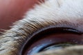 .upper eyelid of a dog closeup Royalty Free Stock Photo