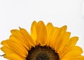 Upper half of a sunflower on white background