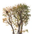 Upper half tree isolated