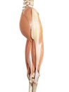 The upper leg muscles
