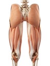 The upper leg muscles Royalty Free Stock Photo