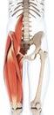 Upper leg musculature Royalty Free Stock Photo