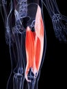 The upper leg musculature