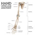 Upper Limb Anatomy