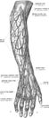 Upper limb veins - topography