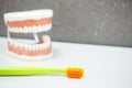 Upper and lower jaw dental model with toothbrush Royalty Free Stock Photo