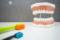 Upper and lower jaw dental model with toothbrushes Royalty Free Stock Photo