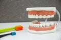 Upper and lower jaw dental model with toothbrushes Royalty Free Stock Photo