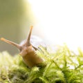 slimy slug sits on a mossy perch in the dark forest in BC, Canada Royalty Free Stock Photo