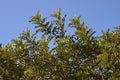 Upper part of the crown of carob tree with blue skies background