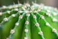 The upper part of the green spiny cactus. View from above