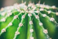 The upper part of the green spiny cactus. View from above