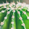 The upper part of the green spiny cactus. View from above