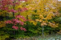 Upper Peninsula Michigan Autumn Forest Background Royalty Free Stock Photo