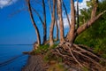 Trees On The Shoreline Of The Illinois River