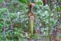 Nepenthes rafflesiana upper pitchers are funnel-shaped and often bear a distinctive raised section at the front of the peristome. Royalty Free Stock Photo