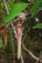 Nepenthes rafflesiana upper pitchers are funnel-shaped and often bear a distinctive raised section at the front of the peristome. Royalty Free Stock Photo