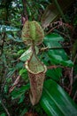 Upper pitcher plant