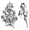 Upper Portion of Plant and Detached Flower of Mimulus Cardinalis vintage illustration Royalty Free Stock Photo