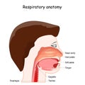 Upper respiratory system
