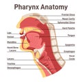 Upper respiratory tract anatomy. Pharynx cross section diagram Royalty Free Stock Photo