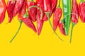 Upper row of colorful red green hot chili jalapeno peppers on yellow background. Food ingredients of Mexican Mexican cuisine Royalty Free Stock Photo