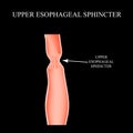Upper sphincter of esophagus. Infographics. Vector illustration on black background. Royalty Free Stock Photo