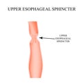 Upper sphincter of esophagus. Infographics. Vector illustration on isolated background.