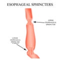 Upper sphincter of esophagus. Lower cardiac esophageal sphincter. Infographics. Vector illustration on isolated background. Royalty Free Stock Photo