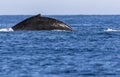 Upper Torso Back Humpback Whale Pacific Ocean Mexico Royalty Free Stock Photo