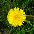 Upper view dandelion good to eat or drink it
