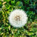 Upper view dandelion make a wish