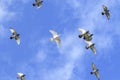 upper view flock of homing pigeon flying against beautiful blue sky with white cloud