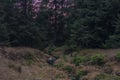 Upper watercourse of creek near Bilina river in Krusne hory mountains in evening