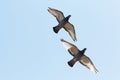 Upper wing of homing pigeon bird flying against clear blue sky