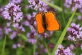 Upperside of scarce copper butterfly