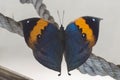 Upperside view of Kallima inachus, the orange oakleaf butterfly