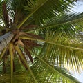 Upperview of a palm in the beach